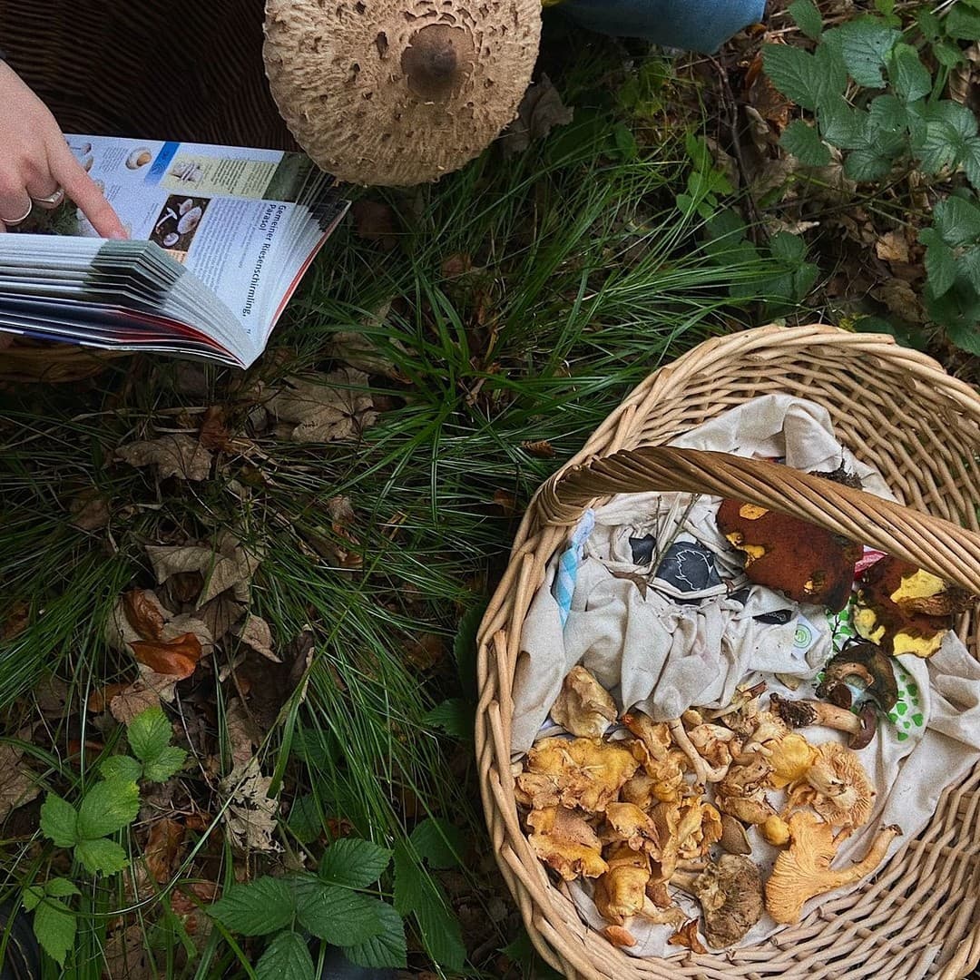 Identifizierung eines Pilzes mit Hilfe eines Pilzbuches