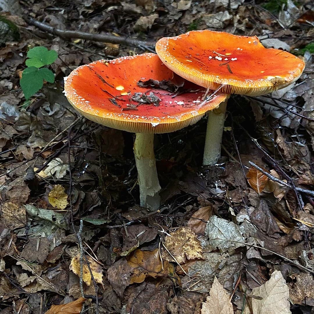 Zwei Fliegenpilze