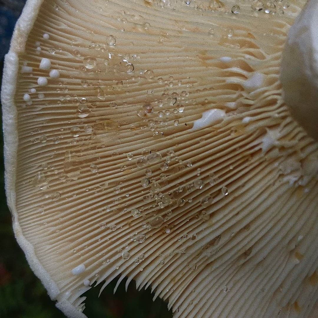 Ein Pilz von unten