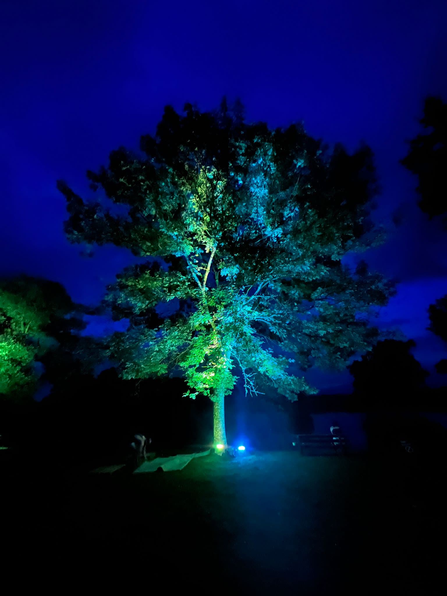 Beleuchteter Baum bei Nacht
