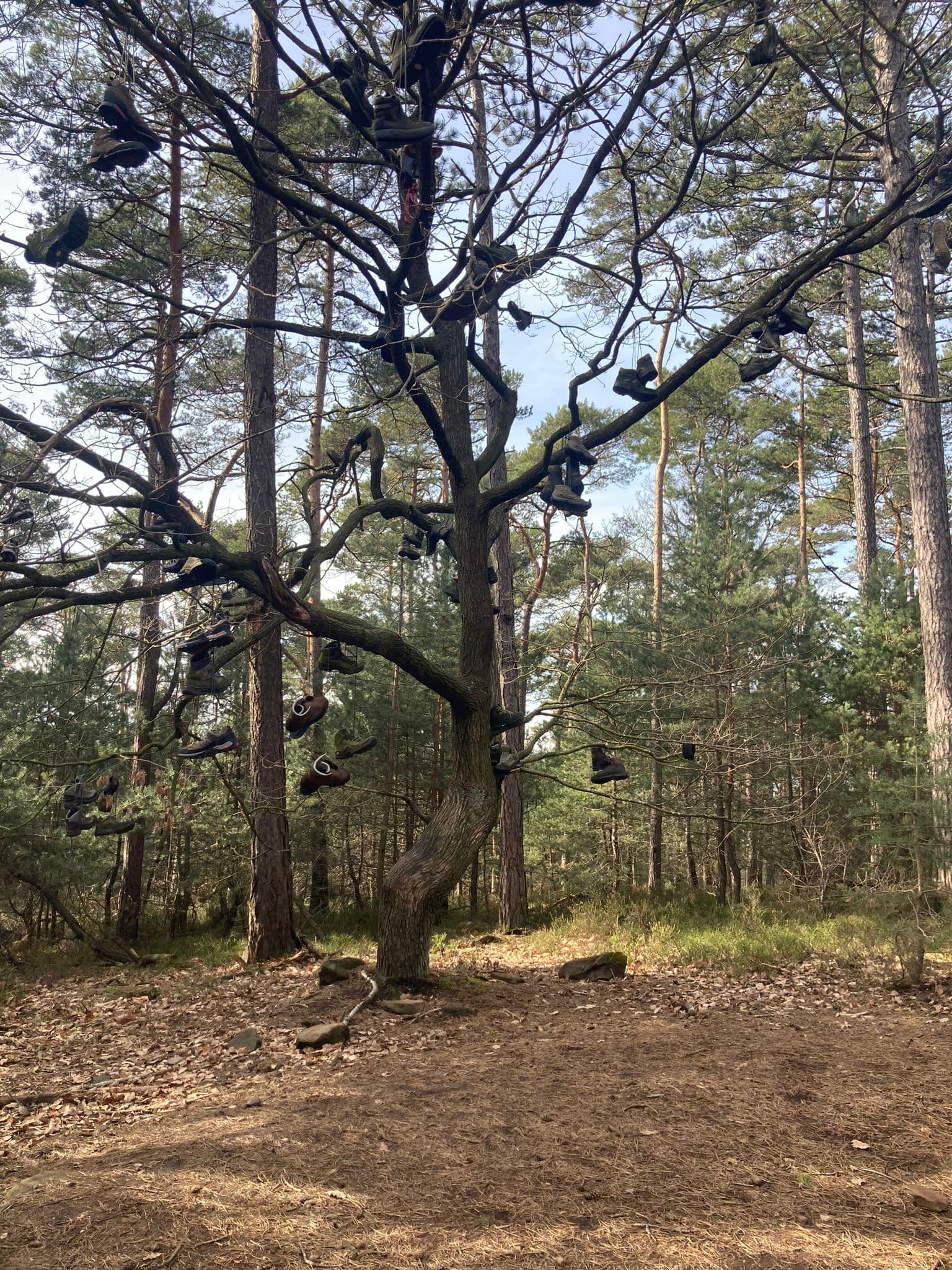 Schuhe die an ihren Schnürsenkeln an einem Baum hängen